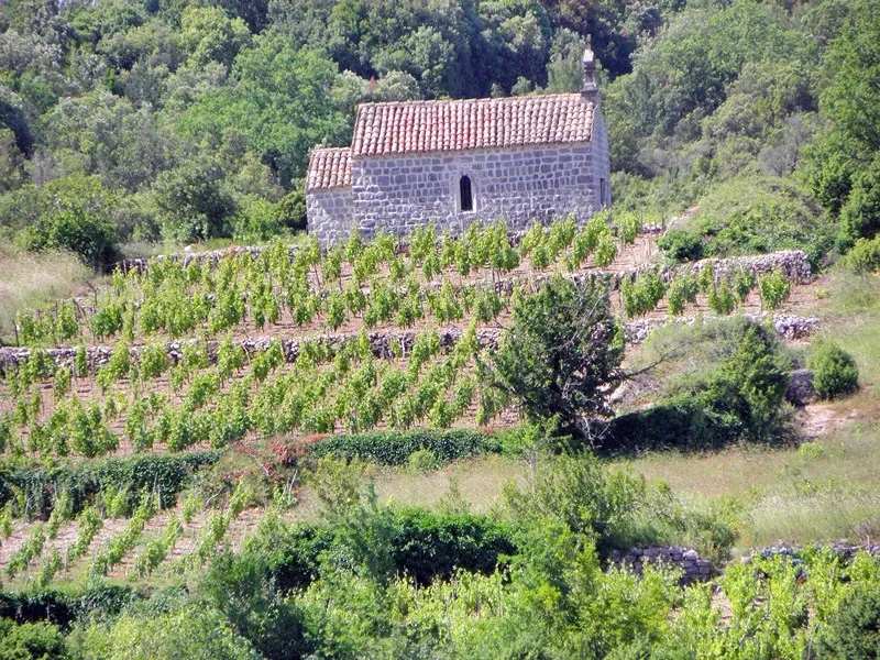 First Croatian Museum of viticulture & winemaking tour, wine&food degustation "Putniković"