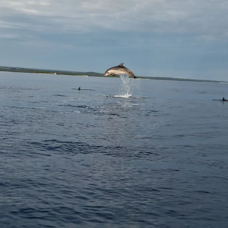 Rovinj Dolphin Private Sunset Tour