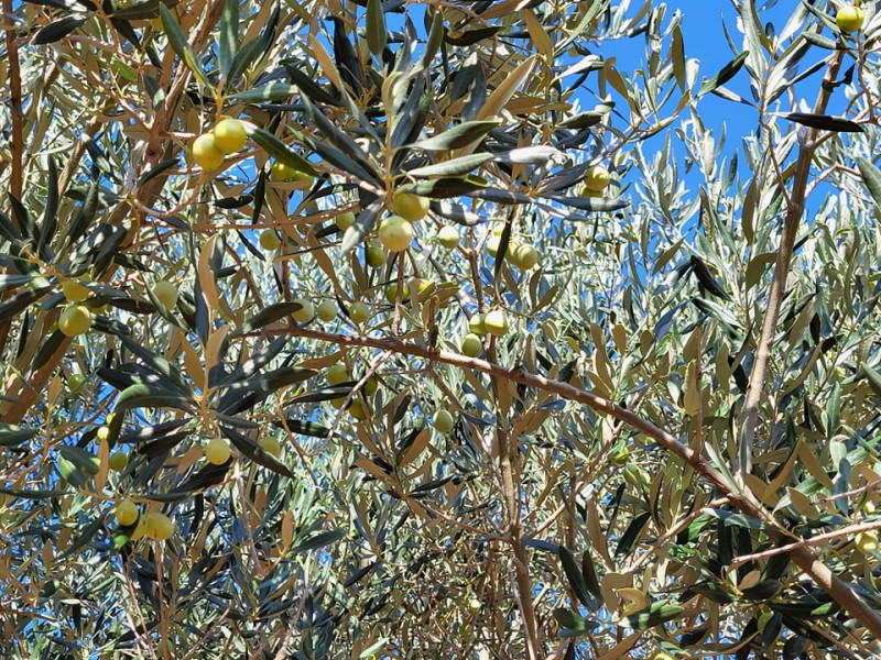From Cres: Olive Oil Walking Tour with Tastings