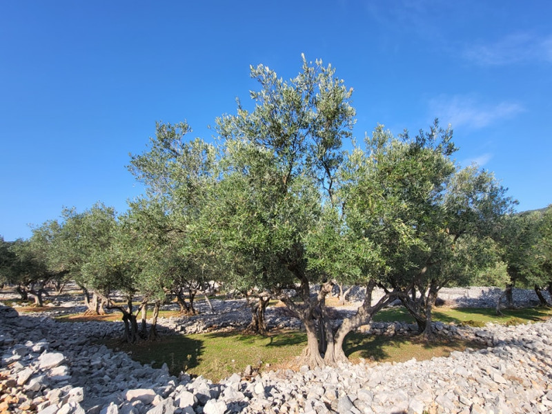 From Cres: Olive Oil Walking Tour with Tastings