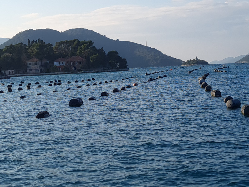 Mali Ston Bay: Boat Trip and Oyster Tasting