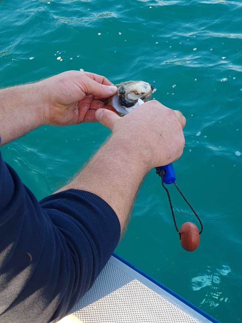 Mali Ston Bay: Boat Trip and Oyster Tasting