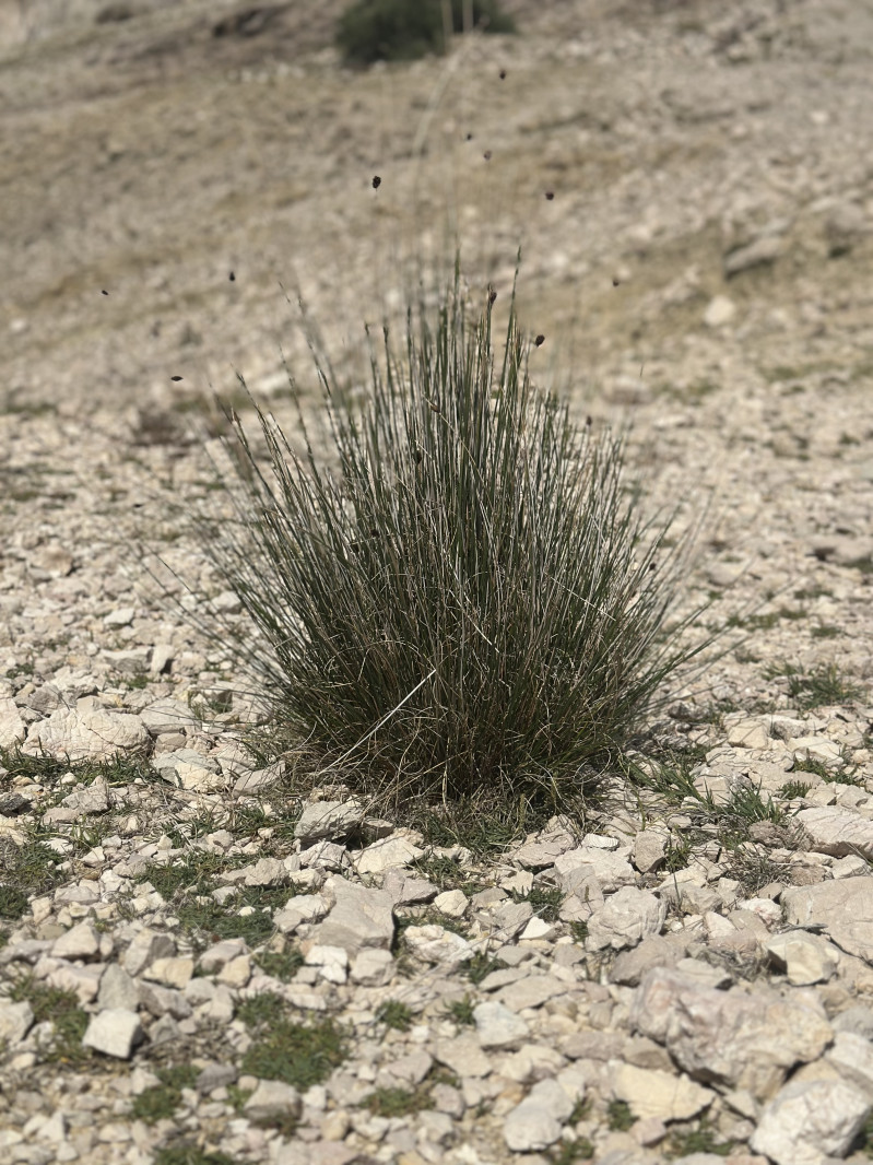 Day trip: Pag